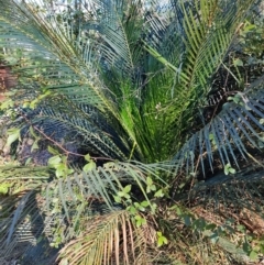 Macrozamia communis (Burrawang) at Bodalla, NSW - 1 Jul 2023 by LyndalT