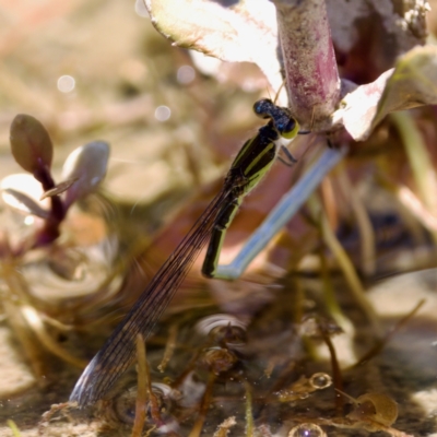 Ischnura aurora (Aurora Bluetail) at Tennent, ACT - 27 Dec 2022 by KorinneM