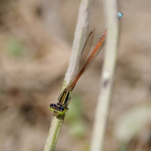 Ischnura aurora at Gigerline Nature Reserve - 27 Dec 2022