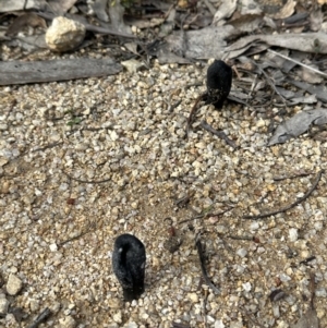 Geoglossum at Paddys River, ACT - 1 Jul 2023 12:21 PM