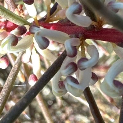 Hakea decurrens subsp. decurrens (Bushy Needlewood) at Aranda Bushland - 1 Jul 2023 by lbradley