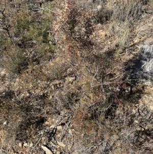 Hakea decurrens subsp. decurrens at Aranda, ACT - 1 Jul 2023