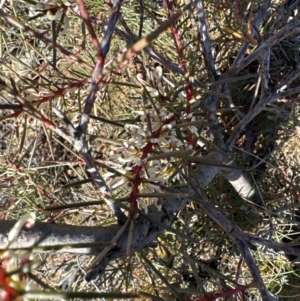 Hakea decurrens subsp. decurrens at Aranda, ACT - 1 Jul 2023