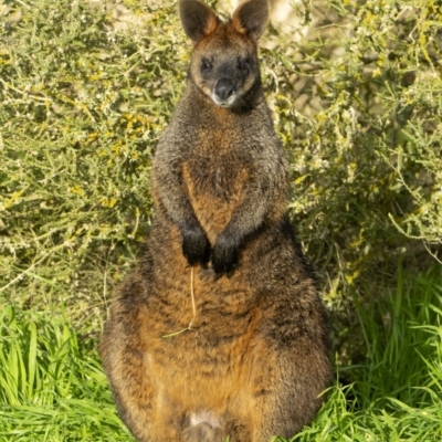 Wallabia bicolor (Swamp Wallaby) at Bool Lagoon, SA - 1 Jul 2023 by Feathers