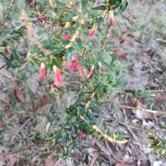 Epacris impressa (Common Heath) at Bodalla State Forest - 1 Jul 2023 by LyndalT