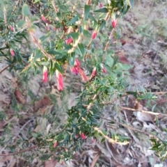 Epacris impressa at Bodalla, NSW - 1 Jul 2023