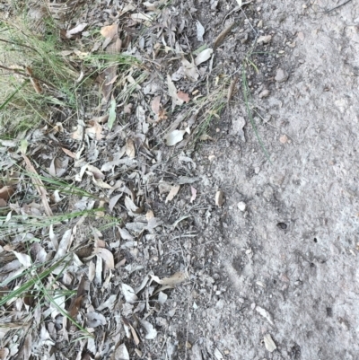 Peramelidae (family) at Bodalla State Forest - 1 Jul 2023 by LyndalT