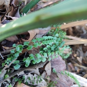 Asplenium flabellifolium at Bodalla, NSW - 1 Jul 2023