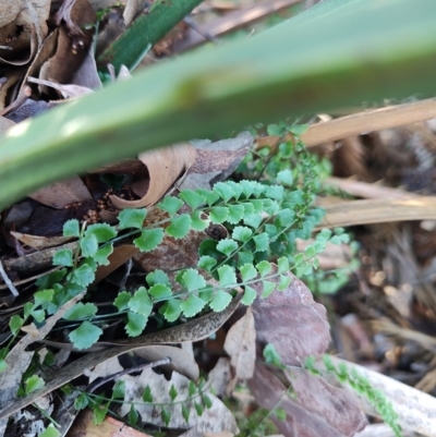 Asplenium flabellifolium (Necklace Fern) at Bodalla, NSW - 1 Jul 2023 by LyndalT