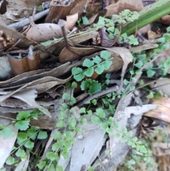 Asplenium flabellifolium at Bodalla, NSW - 1 Jul 2023