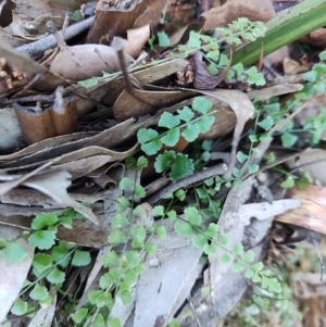 Asplenium flabellifolium at Bodalla, NSW - 1 Jul 2023