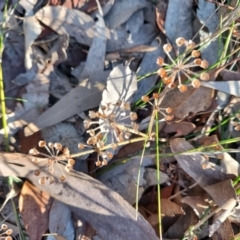 Pomax umbellata (A Pomax) at Bodalla, NSW - 1 Jul 2023 by LyndalT