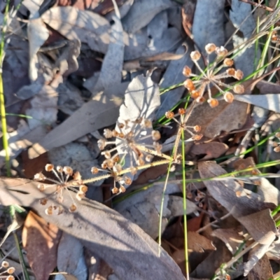 Pomax umbellata (A Pomax) at Bodalla State Forest - 1 Jul 2023 by LyndalT