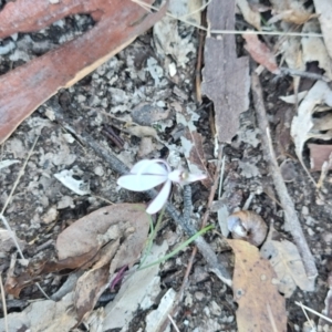 Caladenia picta at Bodalla, NSW - suppressed