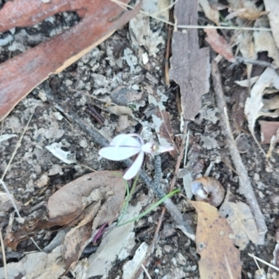 Caladenia picta (Painted Fingers) at Bodalla, NSW - 1 Jul 2023 by LyndalT
