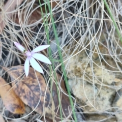 Caladenia picta at Bodalla, NSW - suppressed