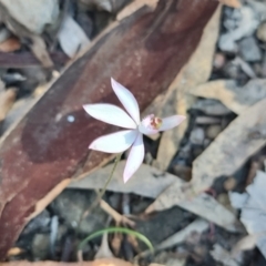 Caladenia picta at Bodalla, NSW - 1 Jul 2023