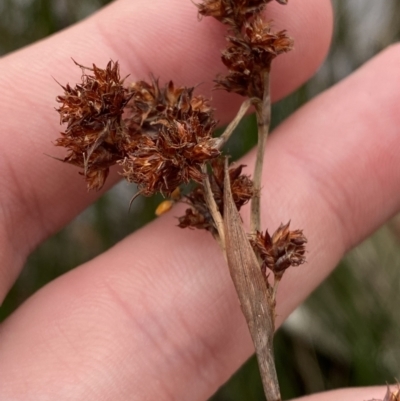 Machaerina rubiginosa (Soft Twig-rush) at Mongarlowe, NSW - 27 Jun 2023 by Tapirlord