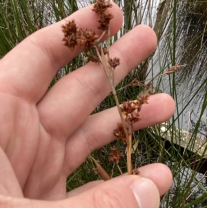 Machaerina rubiginosa at Mongarlowe, NSW - 27 Jun 2023