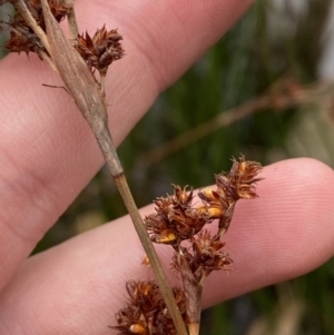 Machaerina rubiginosa at Mongarlowe, NSW - 27 Jun 2023