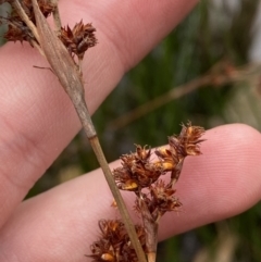 Baumea rubiginosa at suppressed - 27 Jun 2023