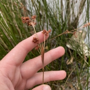 Machaerina rubiginosa at Mongarlowe, NSW - 27 Jun 2023