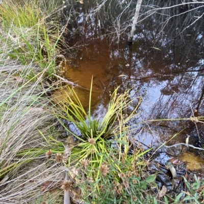 Juncus prismatocarpus (Branching Rush) at Mongarlowe River - 27 Jun 2023 by Tapirlord
