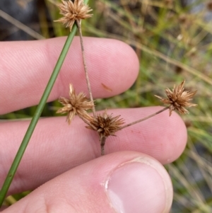 Juncus prismatocarpus at Mongarlowe, NSW - suppressed