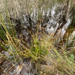 Juncus prismatocarpus at Mongarlowe, NSW - 27 Jun 2023