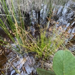 Juncus prismatocarpus at Mongarlowe, NSW - 27 Jun 2023