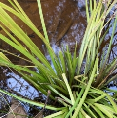 Juncus prismatocarpus at Mongarlowe, NSW - suppressed