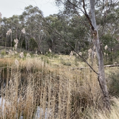 Phragmites australis (Common Reed) at Mongarlowe, NSW - 27 Jun 2023 by Tapirlord