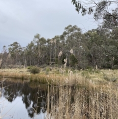 Phragmites australis at Mongarlowe, NSW - 27 Jun 2023
