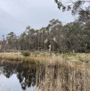 Phragmites australis at Mongarlowe, NSW - suppressed