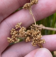 Juncus procerus at suppressed - suppressed