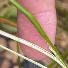 Juncus procerus at suppressed - suppressed