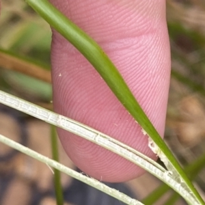 Juncus procerus at suppressed - 27 Jun 2023