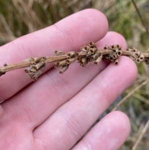 Lythrum salicaria at Mongarlowe, NSW - suppressed