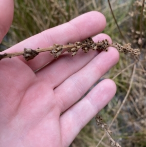 Lythrum salicaria at Mongarlowe, NSW - suppressed