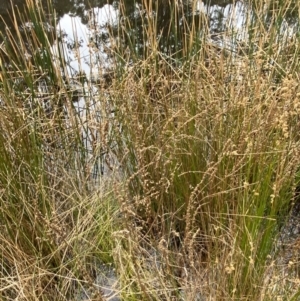 Lythrum salicaria at Mongarlowe, NSW - suppressed