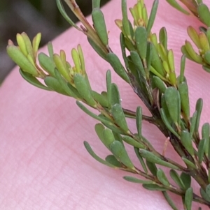 Pultenaea altissima at Mongarlowe, NSW - suppressed