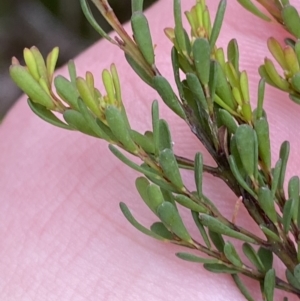 Pultenaea altissima at Mongarlowe, NSW - 27 Jun 2023