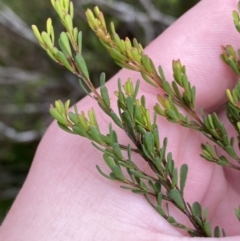 Pultenaea altissima at Mongarlowe, NSW - 27 Jun 2023