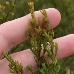 Pultenaea altissima at Mongarlowe, NSW - suppressed