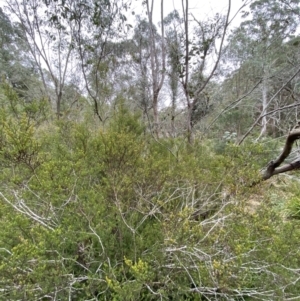 Pultenaea altissima at Mongarlowe, NSW - suppressed