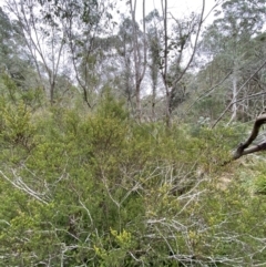 Pultenaea altissima at Mongarlowe, NSW - 27 Jun 2023