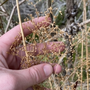 Juncus laeviusculus subsp. illawarrensis at suppressed - 27 Jun 2023