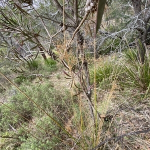 Juncus laeviusculus subsp. illawarrensis at suppressed - 27 Jun 2023