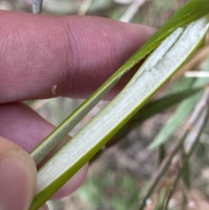 Juncus laeviusculus subsp. illawarrensis at suppressed - suppressed