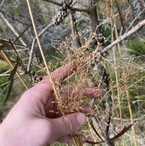 Juncus laeviusculus subsp. illawarrensis at suppressed - suppressed